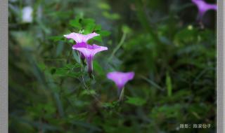 五爪金龙花