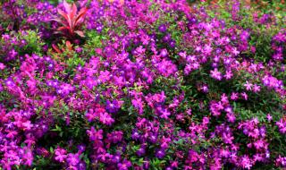 花花世界花花心